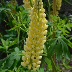 Lupinus Chandelier