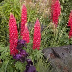 Lupinus Red Rum
