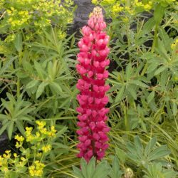 Lupinus Red Rum