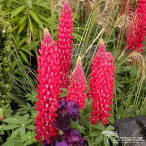 Lupinus Red Rum