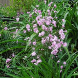 Lychnis flos-cuculi Jenny