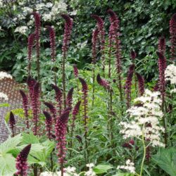 Lysimachia atropurpurea Beaujolais