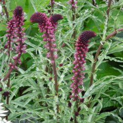 Lysimachia atropurpurea Beaujolais