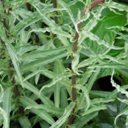 Lysimachia atropurpurea Beaujolais