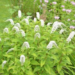 Lysimachia clethroides