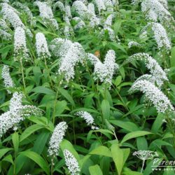 Lysimachia clethroides
