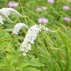 Lysimachia clethroides