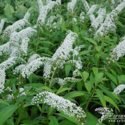 Lysimachia clethroides