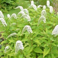 Lysimachia clethroides