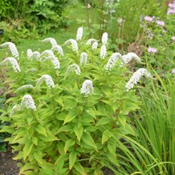 Lysimachia clethroides