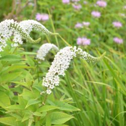 Lysimachia clethroides