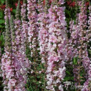 Lythrum salicaria Blush