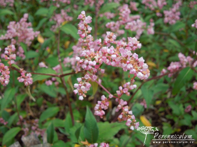 Persicaria - rdesno – Trvalka sezóny 2023 11 Persicaria campanulata Rosenrot