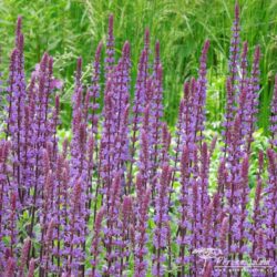 Salvia nemorosa Salvia nemorosa