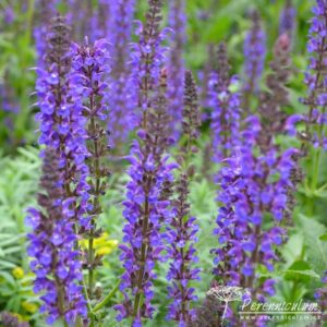 Salvia sylvestris Mainacht