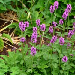 Stachys monieri Hummelo