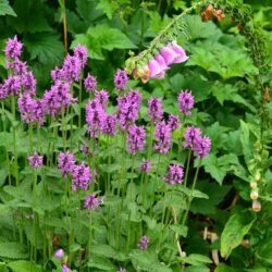 Stachys monieri Hummelo