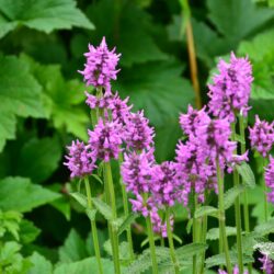 Stachys monieri Hummelo