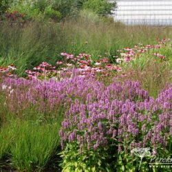 Stachys officinalis Hummelo
