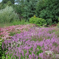Stachys officinalis Hummelo
