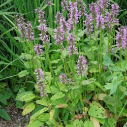 Stachys officinalis Hummelo