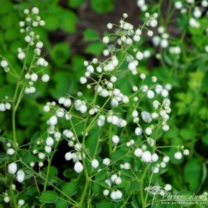 Thalictrum delavayi Album