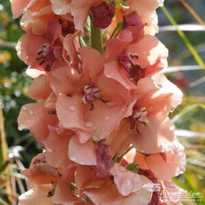 Verbascum Carribean Crush
