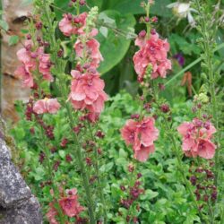 Verbascum Petra