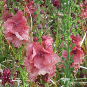Verbascum Petra