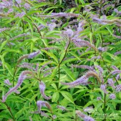 Veronicastrum virginicum Veronicastrum virginicum