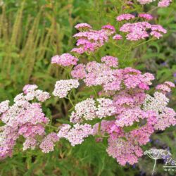 Achilea Cerise Quee