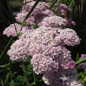 Achillea millefolium Apple Blossom