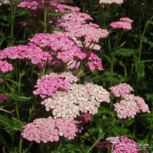 Achillea millefolium Cerice Queen