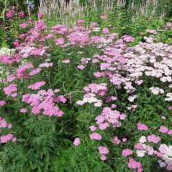 Achillea millefolium Cerice Queen