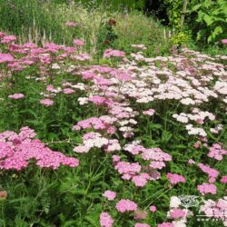 Achillea millefolium Cerice Queen