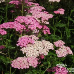 Achillea millefolium Cerice Queen