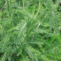 Achillea millefolium Cerice Queen