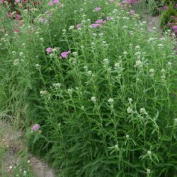 Achillea millefolium 'Cerise Queen'