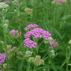 Achillea millefolium 'Cerise Queen'