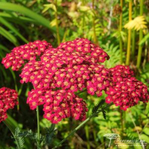 Achillea millefolium Red Velvet