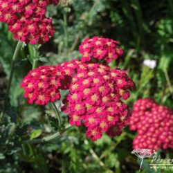 Achillea millefolium Red Velvet