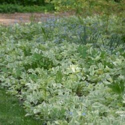 Aegopodium podagraria Variegatum