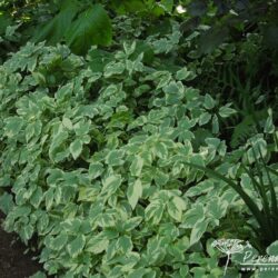 Aegopodium podagraria Variegatum