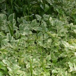 Aegopodium podagraria Variegatum