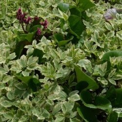 Aegopodium podagraria Variegatum