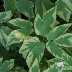 Aegopodium podagraria Variegatum