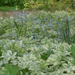 Aegopodium podagraria Variegatum