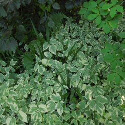 Aegopodium podagraria Variegatum