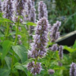 Agastache Blue Fortune