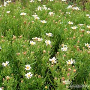 Aster ageratoides Adustus Nanus